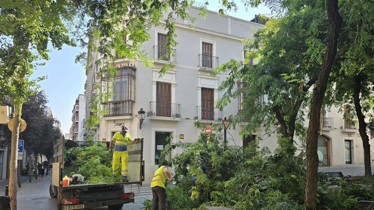 Trabajadores del servicio municipal de Parques y Jardines.
