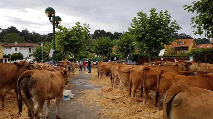 Varios de los ejemplares del concurso exposición de ganado selecto, en la playa de Santa Marina.