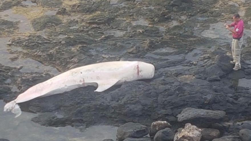 Aparece el cadáver de un calderón en la zona de Caleta de Fuste