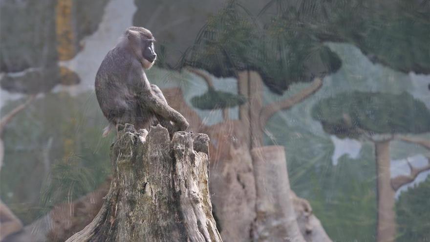 El 42% de los animales de zoo, infectados por un parásito