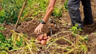Tacoronte aborda las claves para el relevo generacional en el campo canario