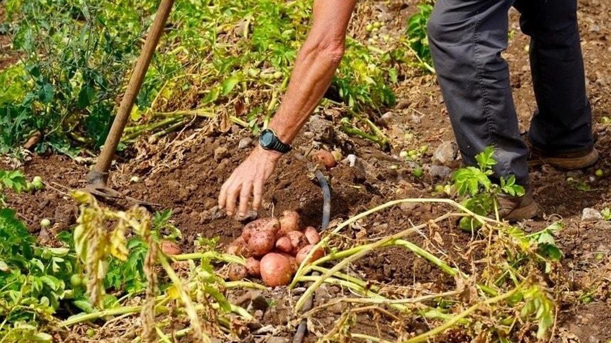 Un agricultor recogiendo papas.