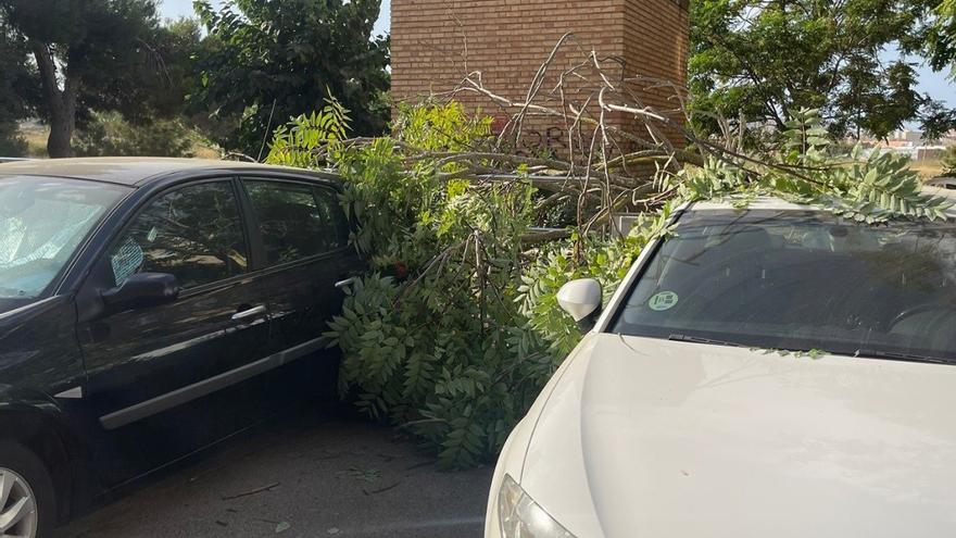 El viento provoca la caída de ramas sobre unos coches en Cartagena