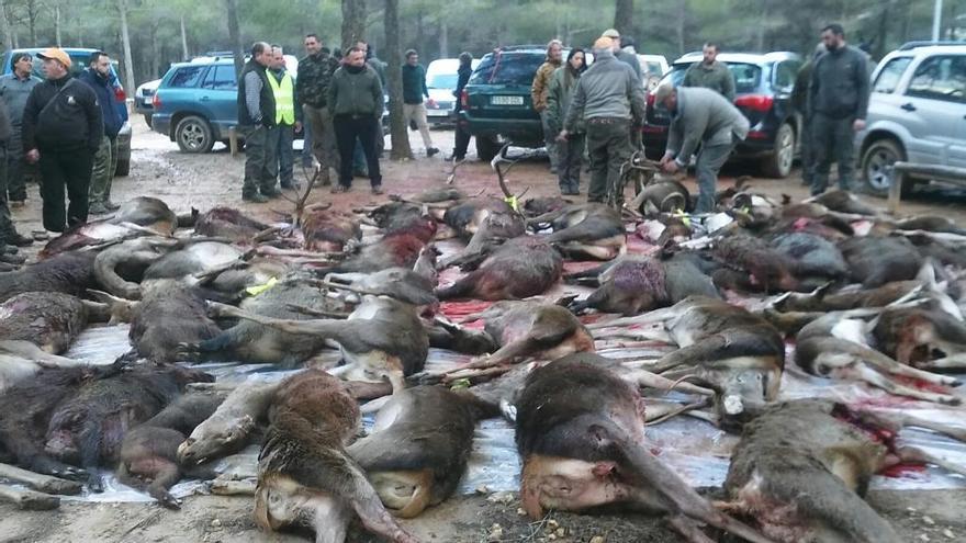 Los agricultores avalan las cacerías y denuncian los graves daños a los cultivos