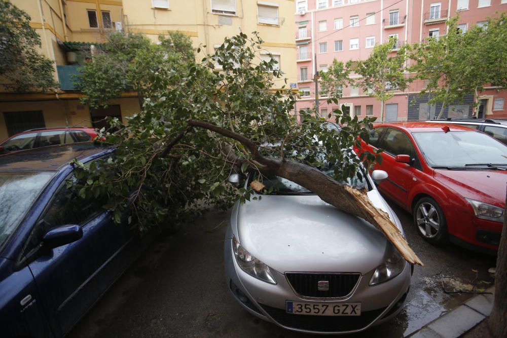 Árbol caído en la calle Abu Salt en Marxalenes