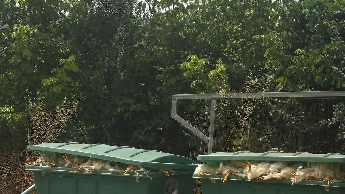 Gallines mortes en dos contenidors en una granja de Castelló, pendents de recollida.