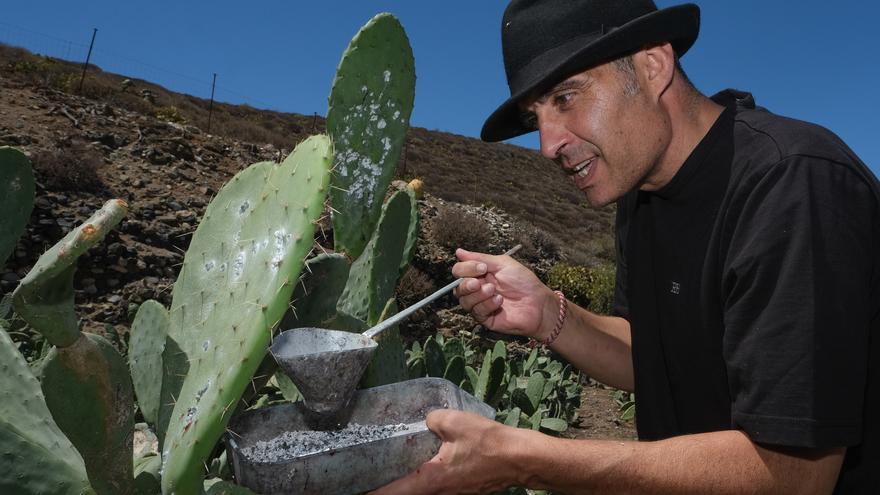 «La cochinilla de Canarias es la que tiene más concentración de carmín»