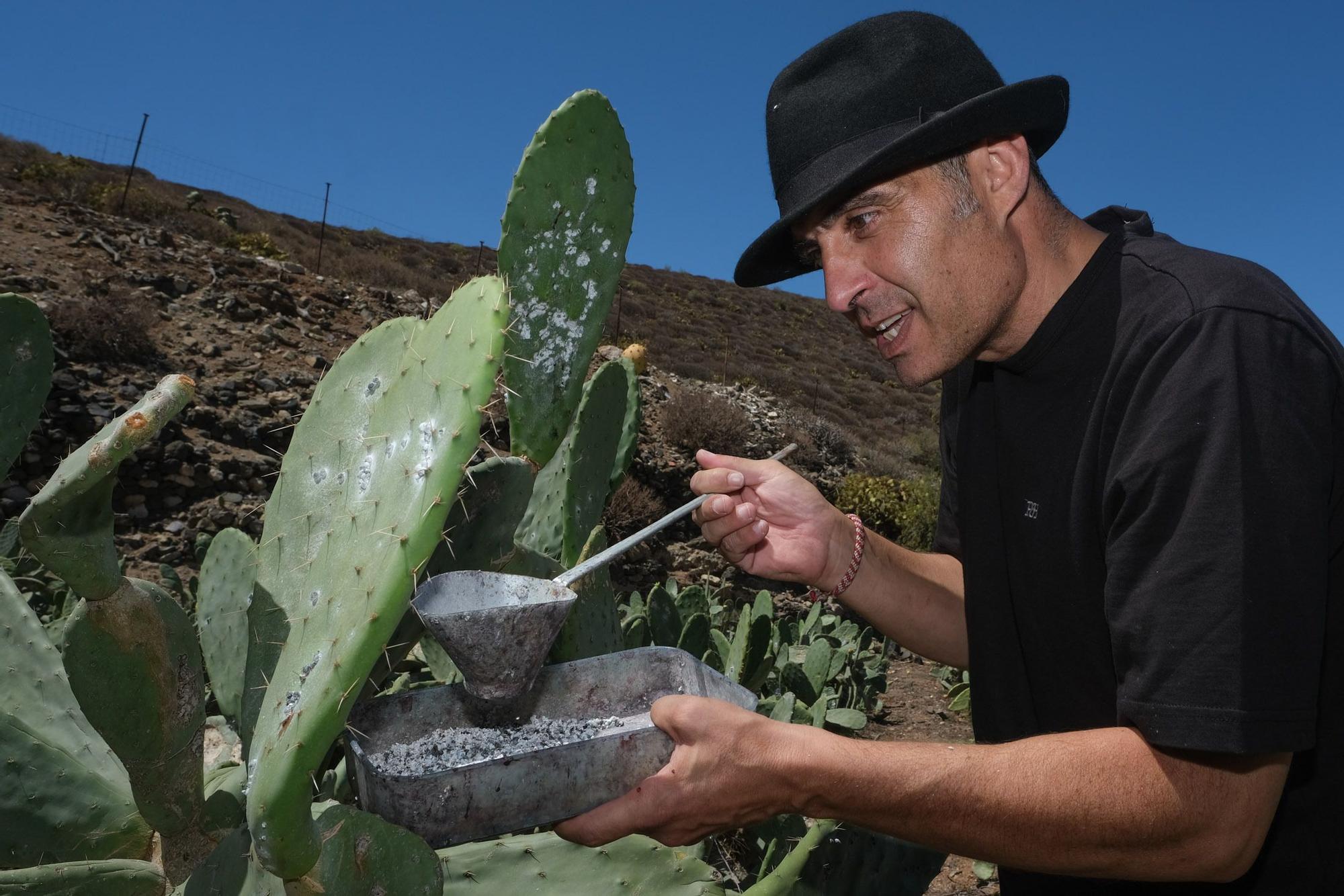 Lorenzo Pérez Jiménez, productor de cochinilla con denominación de origen