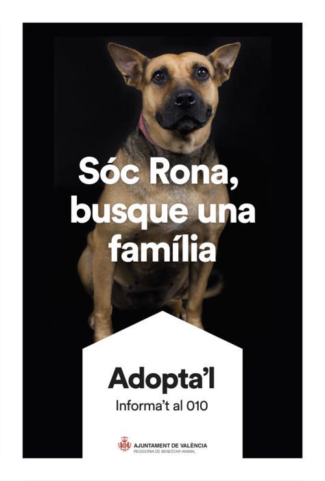 València pone cara y nombre a los perros de Benimàmet que buscan familia de adopción