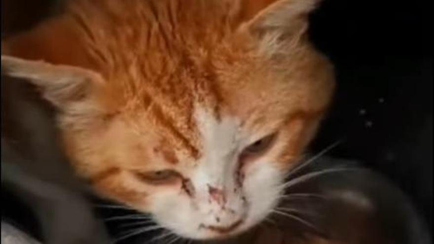 Difusión Felina denuncia que un gato recibió tres disparos en A Canicouva