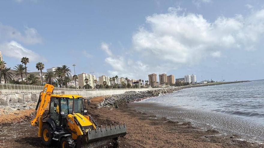 El alga asiática invasora devora el litoral de San Cristóbal: el Ayuntamiento recoge más del doble que en todo 2025