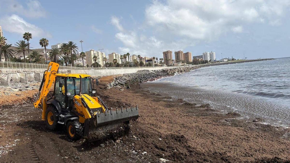 Retirada de algas asiáticas invasoras del litoral de San Cristóbal.