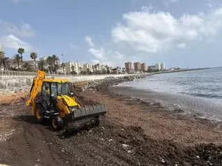 El alga asiática invasora devora el litoral de San Cristóbal: el Ayuntamiento recoge más del doble que en todo 2025
