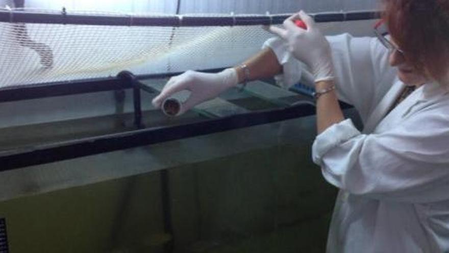 María Ángeles Esteban trabajando con peces.