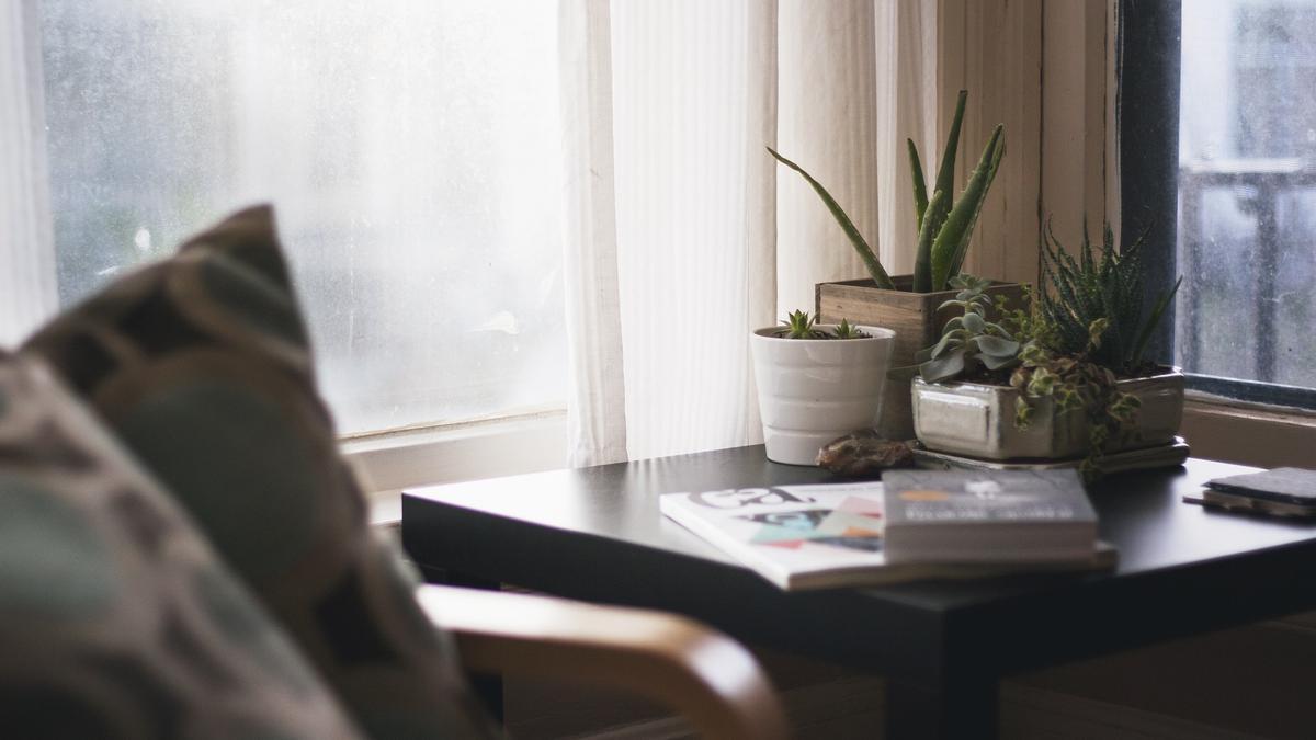 Las cuatro plantas más de moda para decorar tu casa.