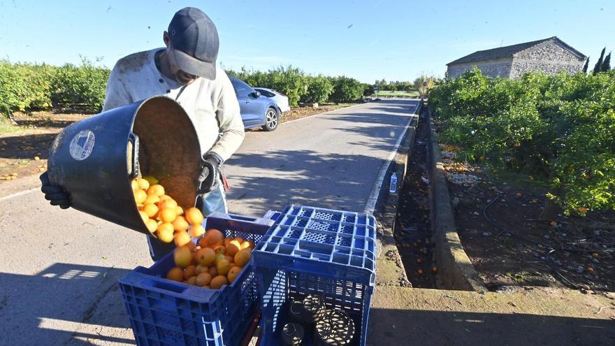 Un pueblo de Castellón planta cara a los incumplimientos en la compraventa de cítricos que asfixian a sus agricultores