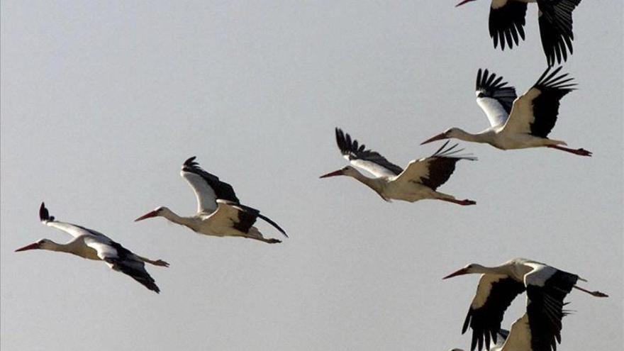 Gripe aviar: la OMS alerta del riesgo a los países ubicados en rutas de aves migratorias