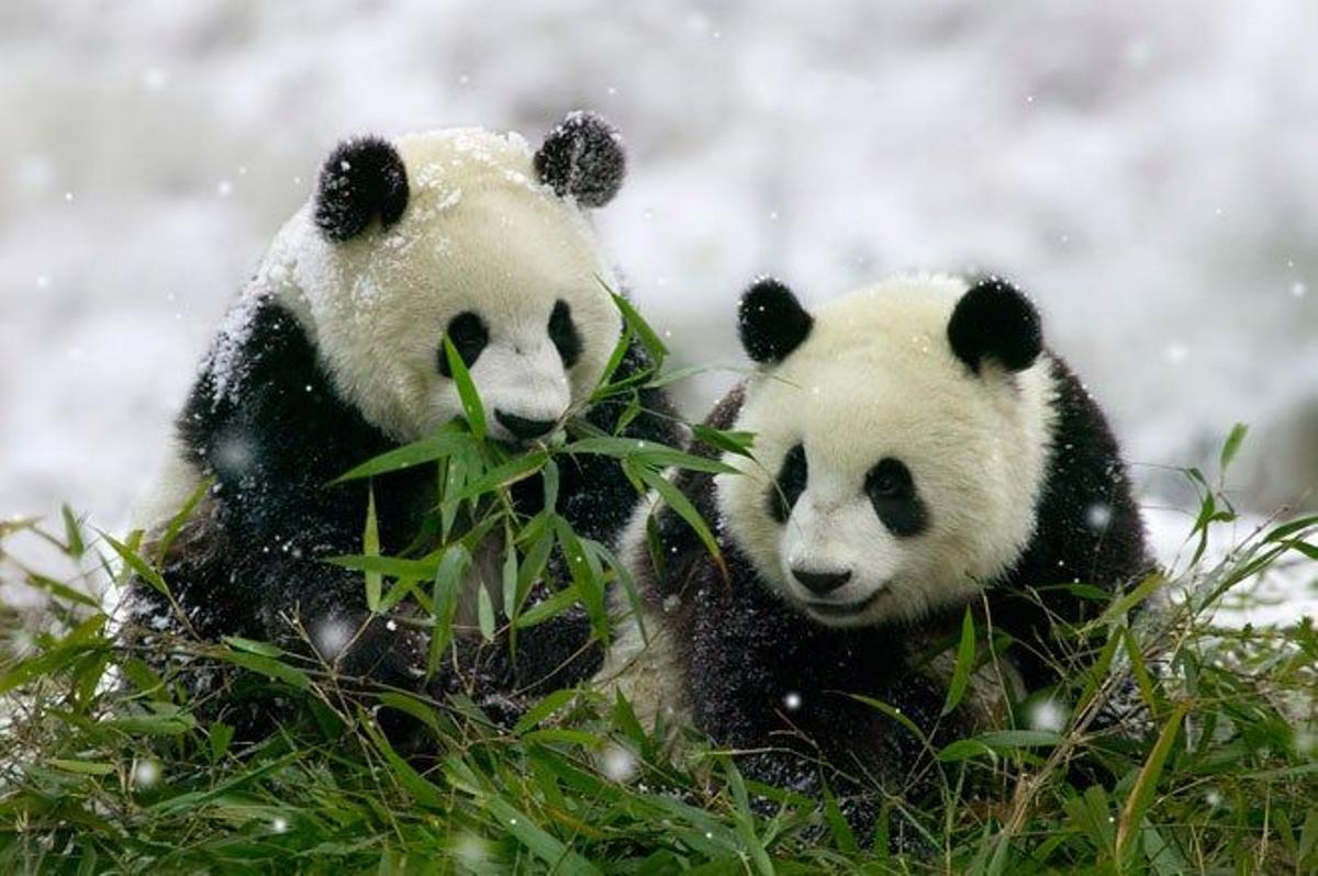 Pandas gigantes en la Reserva Natural Nacional de Wolong, en la provincia de Sichuan.
