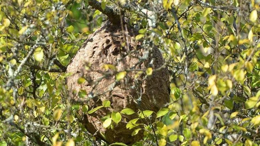 Un nido de avispa velutina. // G. Santos