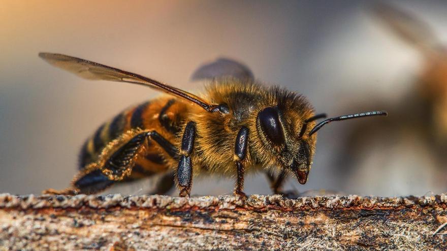Taller deducació ambiental  La salut de lilla des dels ulls de les abelles