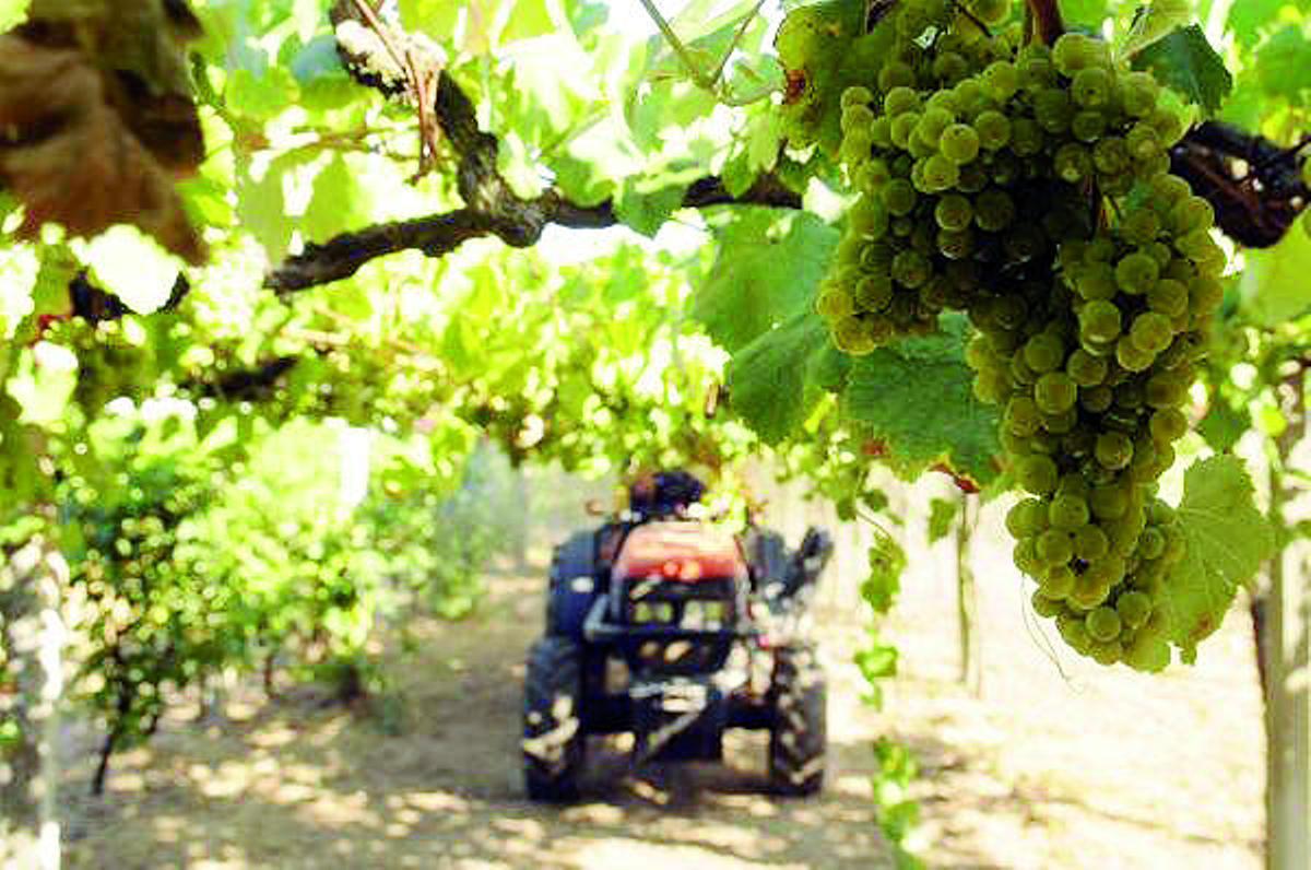 Un tractor aplica fitosanitarios. Fdv