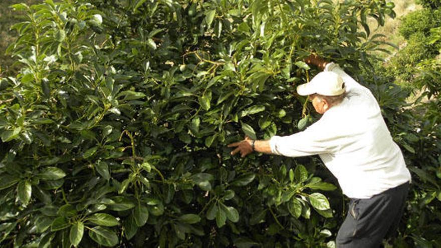 Una de las explotaciones de aguacates de la comarca de la Axarquía.