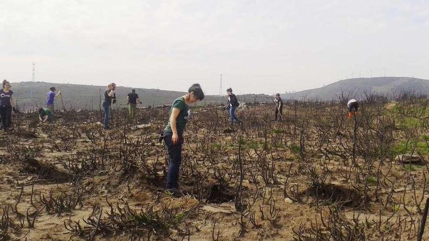 Voluntarios durante la jornada de regeneración de montes calcinados por el fuego.  // Iñaki Osorio