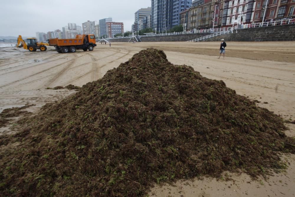 Recogida de ocle en la playa de San Lorenzo de Gijón