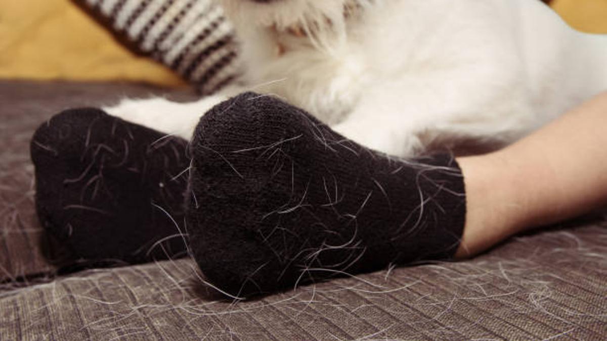 El truco para quitar los pelos de tu mascota de la ropa
