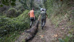 Catalunya torna a ampliar les restriccions per la pesta porcina, després de trobar dos senglars infectats fora de la ‘zona zero’