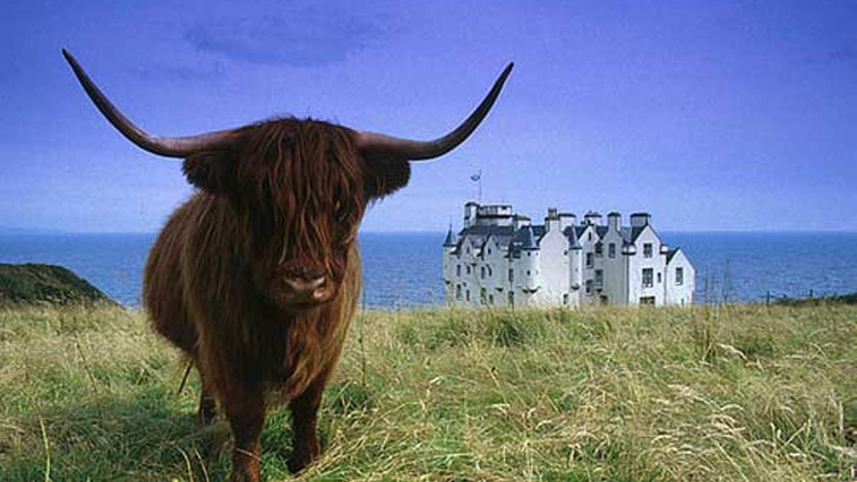 Vaca de las Highlands en el Castillo de Dunbeath en el distrito de Caithness, Escocia.