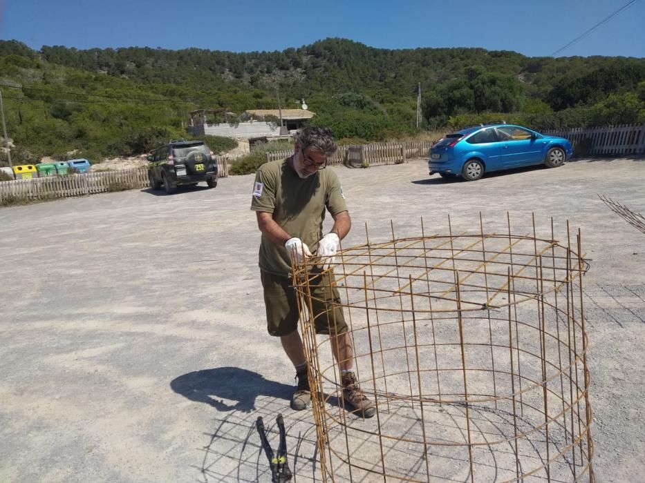 Un trabajador del Parque Natural de ses Salines, con una de las rejas de mallazo que se han instalado en la playa de es Cavallet para proteger a los nidos.