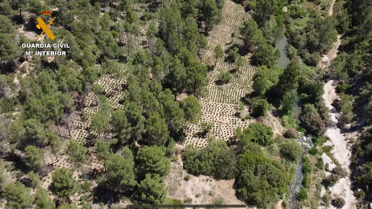 Incautada en Requena y Yátova la mayor plantación de marihuana de la historia en la provincia de Valencia