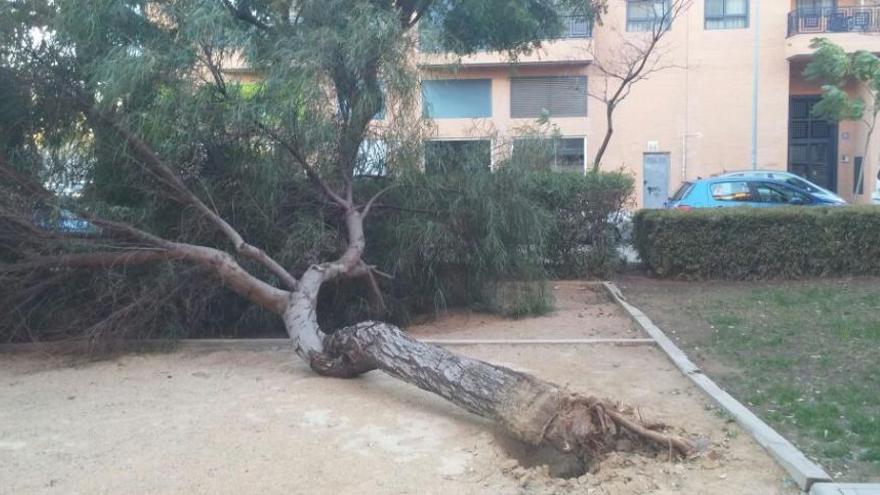 Un árbol caído en la avenida Sevilla, en San Vicente del Raspeig