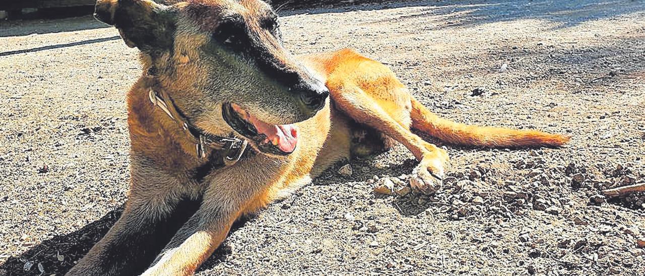 Max, el perro policía fallecido el jueves en Bellver.