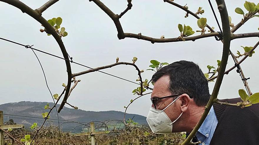 Ignacio Cavanilles en la plantación ecológica de Forcinas (Pravia). | S. Arias