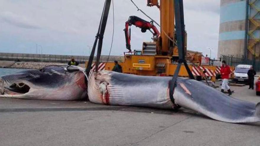 La hembra de rorcual común, el pasado viernes, en el puerto valenciano de Sagunto.