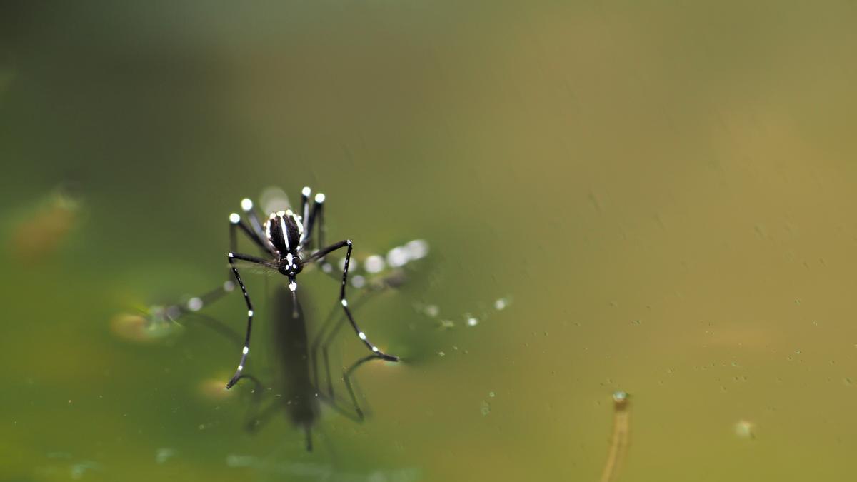 Los mosquitos también ayudad a que se mantengan varios ecosistemas