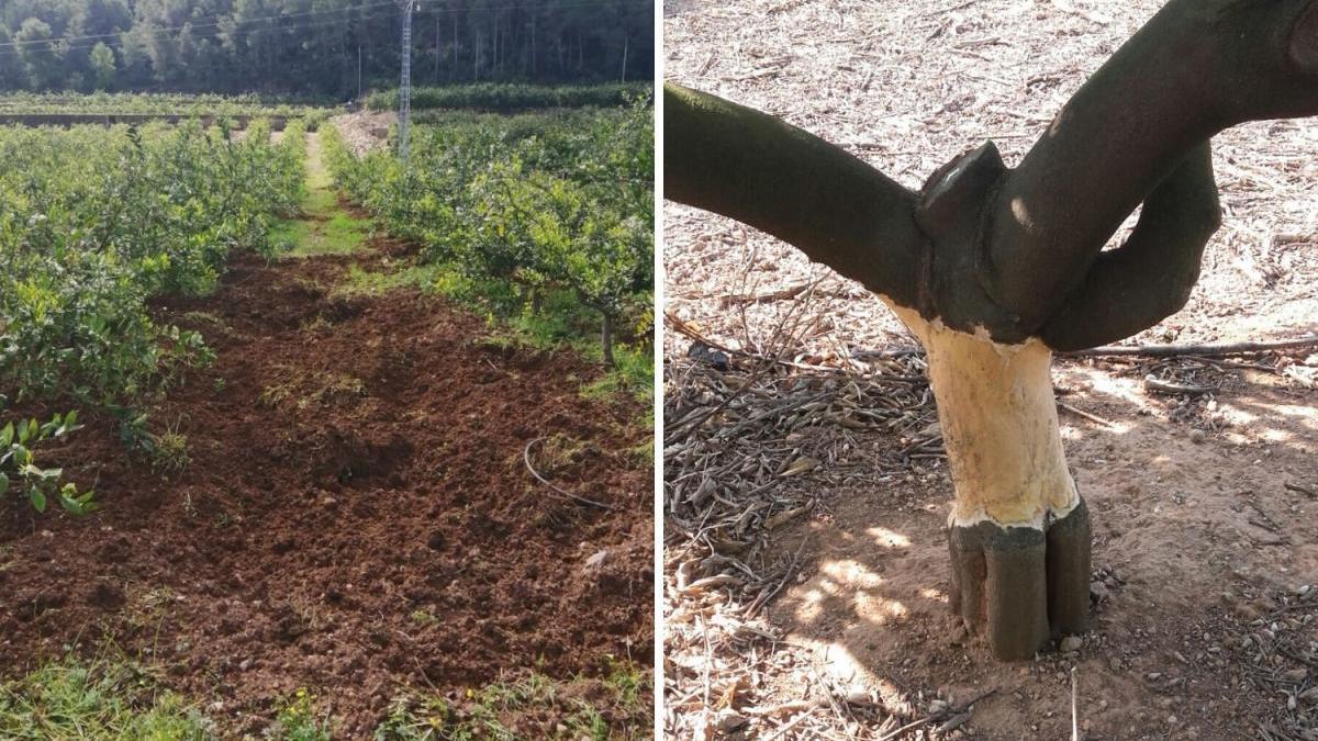 Daños ocasionados por jabalíes y conejos.