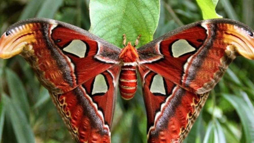 Gaudeix de la màgia de les papallones a Butterfly Park