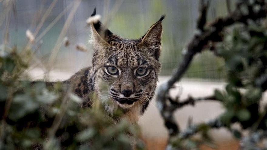 30 años y 100 millones de euros después, otro máximo histórico aleja al lince ibérico de la extinción