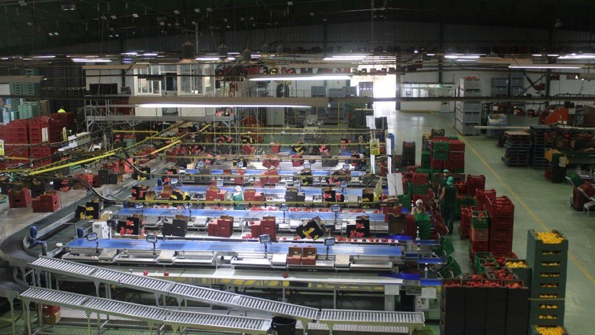 Planta de envasado de una empresa hortofrutícola.