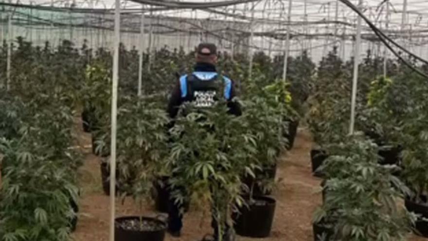 Más de 1.000 plantas y 65 kilos de droga: la última plantación de marihuana desmantelada en Canarias