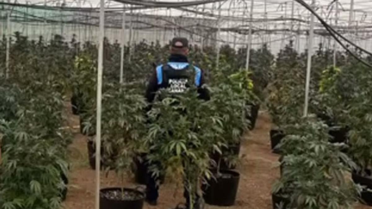 Desmantelada una plantación con más de 1.000 plantas de marihuana en Canarias