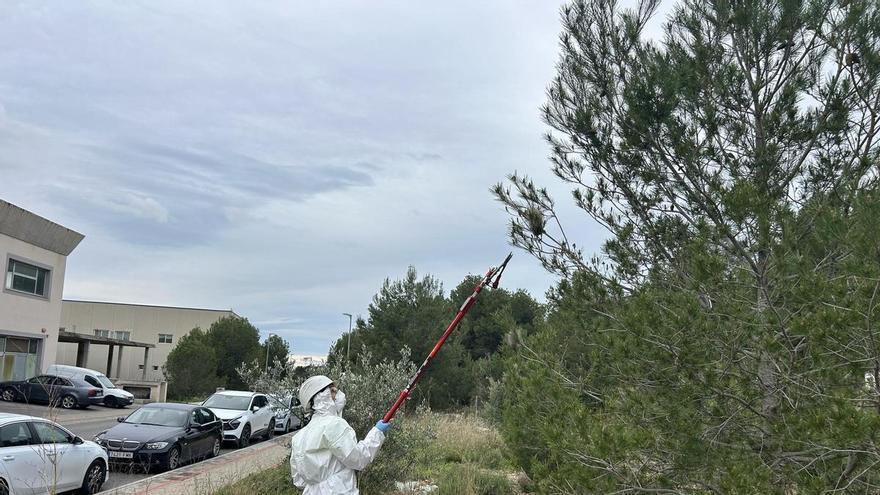 La Nucía comienza la campaña contra la de procesionaria del pino