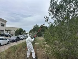 La Nucía comienza la campaña contra la de procesionaria del pino