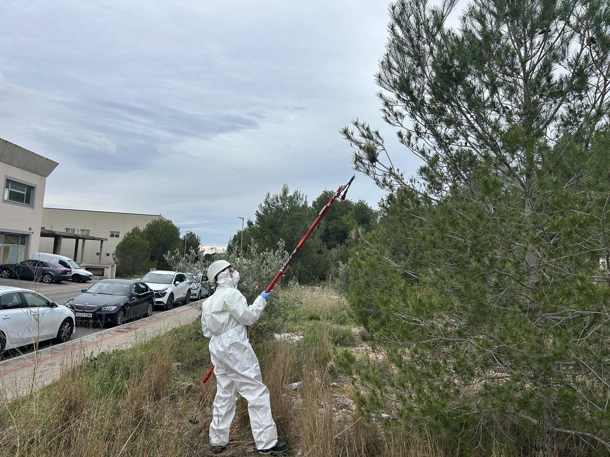 Los servicios técnicos municipales eliminando bolsas de procesionaria