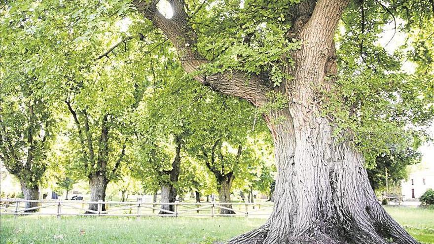 Siete olmos españoles optan al árbol europeo del año