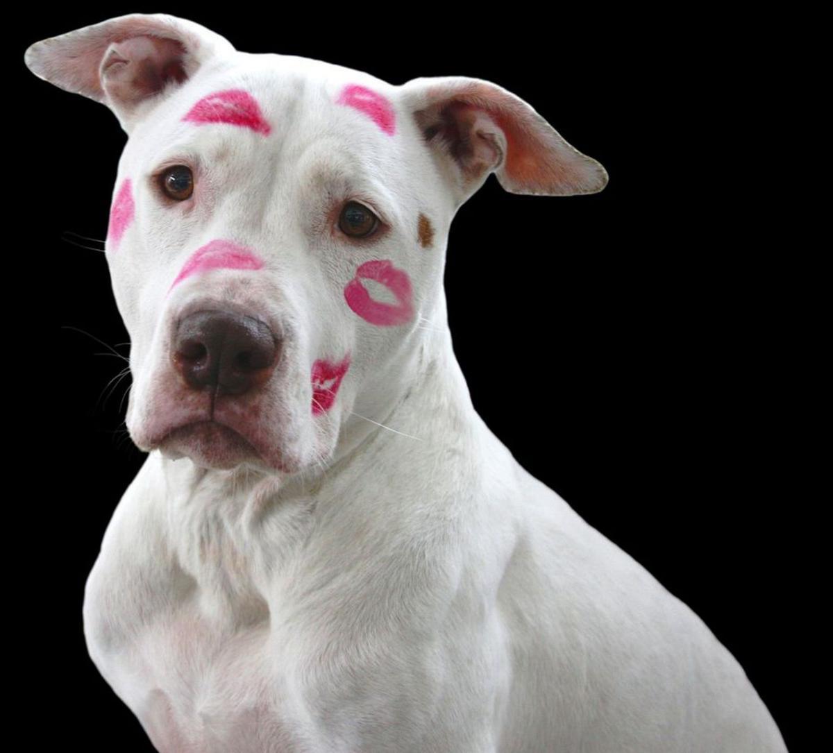 El poder de los besos en nuestras mascotas