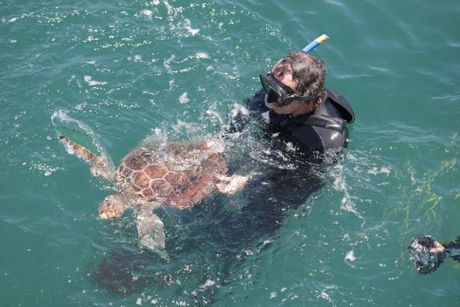 Liberan a dos tortugas marinas recuperadas en el Aula del Mar